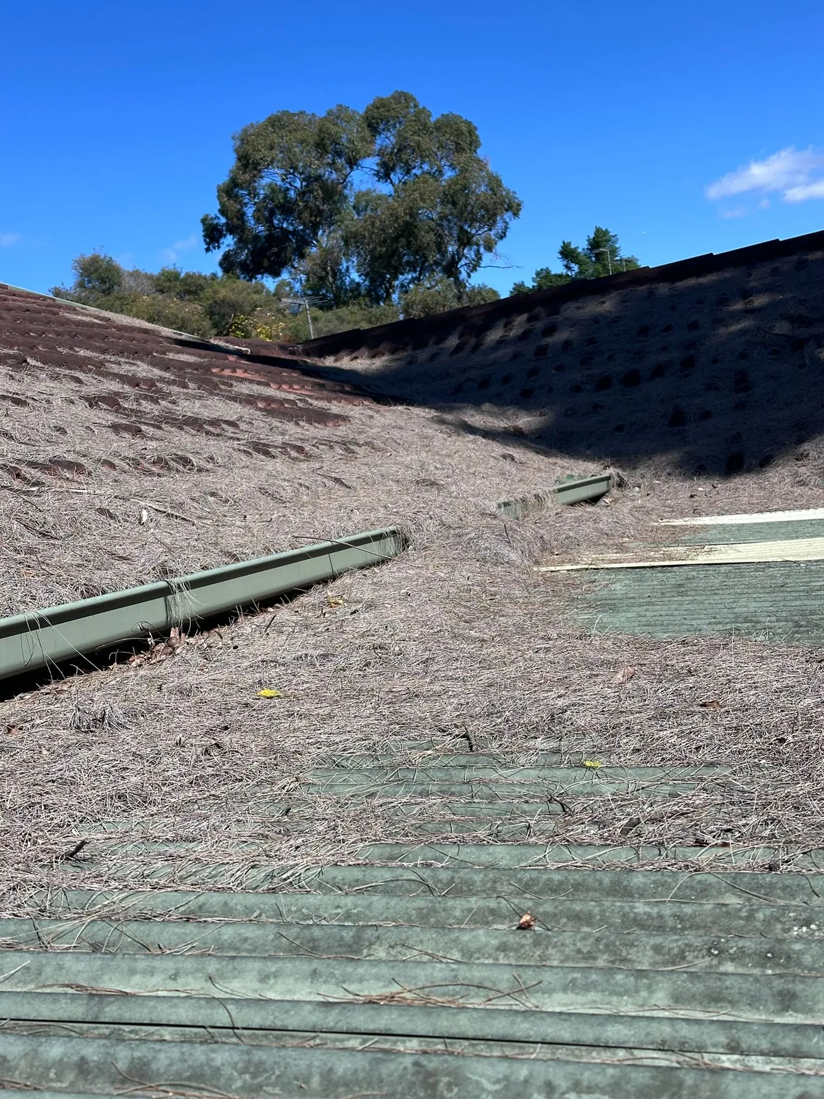 Dry needles and organic debris covering tiled roof surfaces and channel lines
